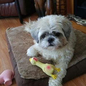 Meet your Posher, Pauline